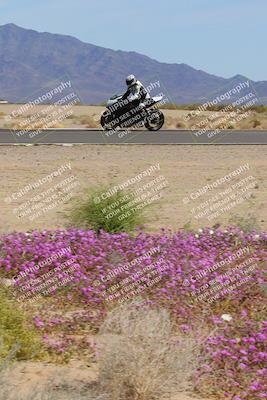 media/Mar-12-2023-SoCal Trackdays (Sun) [[d4c8249724]]/Turn 15 Inside Bloom (130pm)/